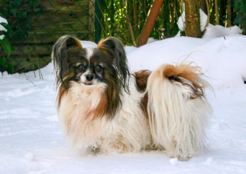 Nixou du Pre Mely de Laureden