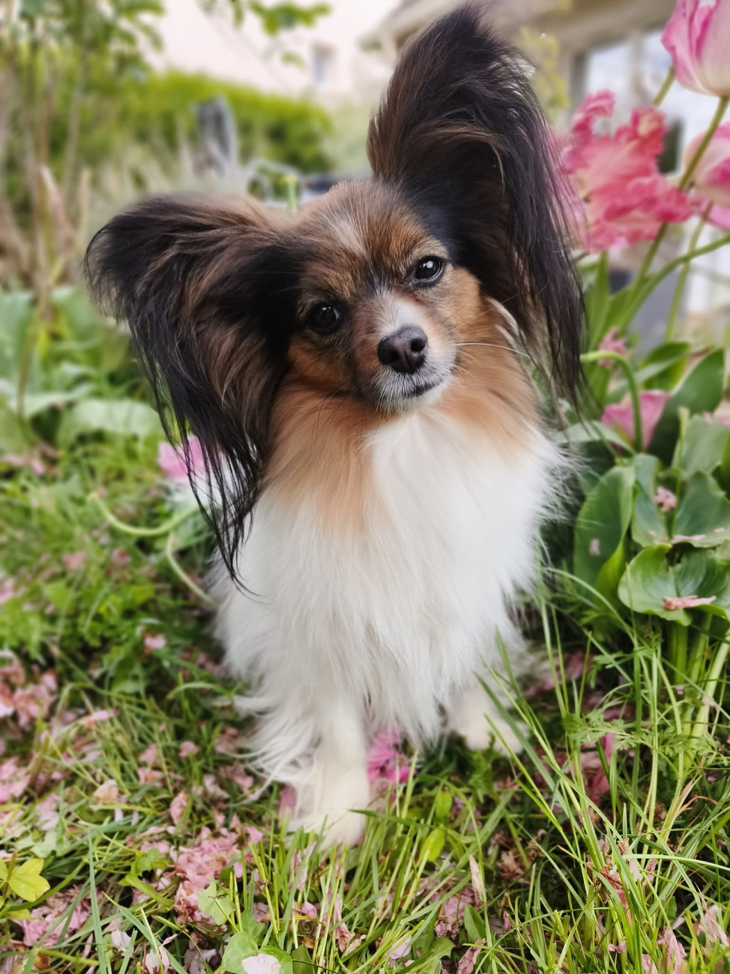 Sirah Des Ailes De Balagne