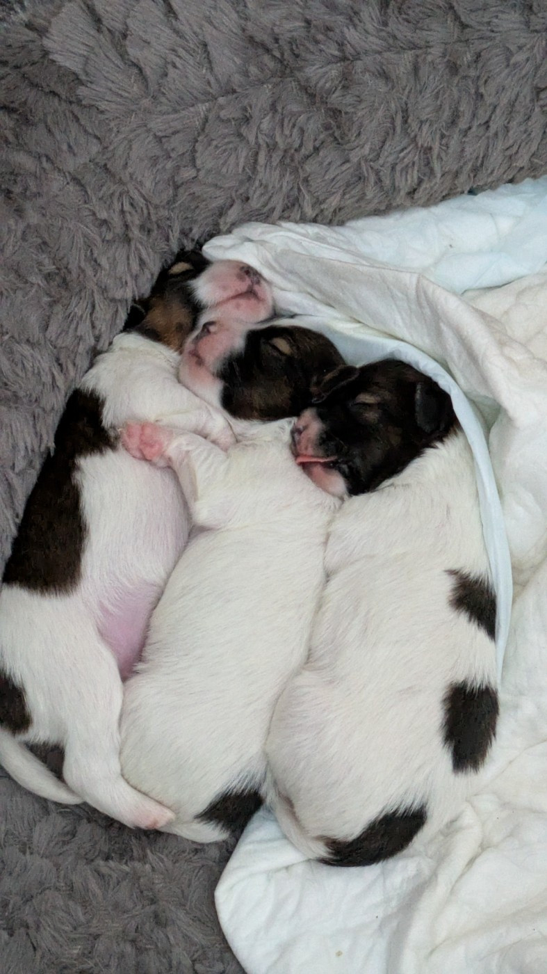 Naissance de 3 adorables chiots papillons