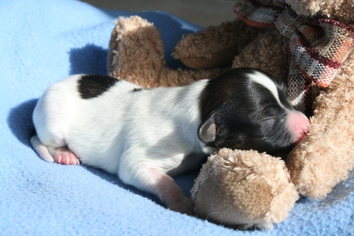 Royaume Du Cerisier - Chiots disponibles - Epagneul nain Continental (Papillon)