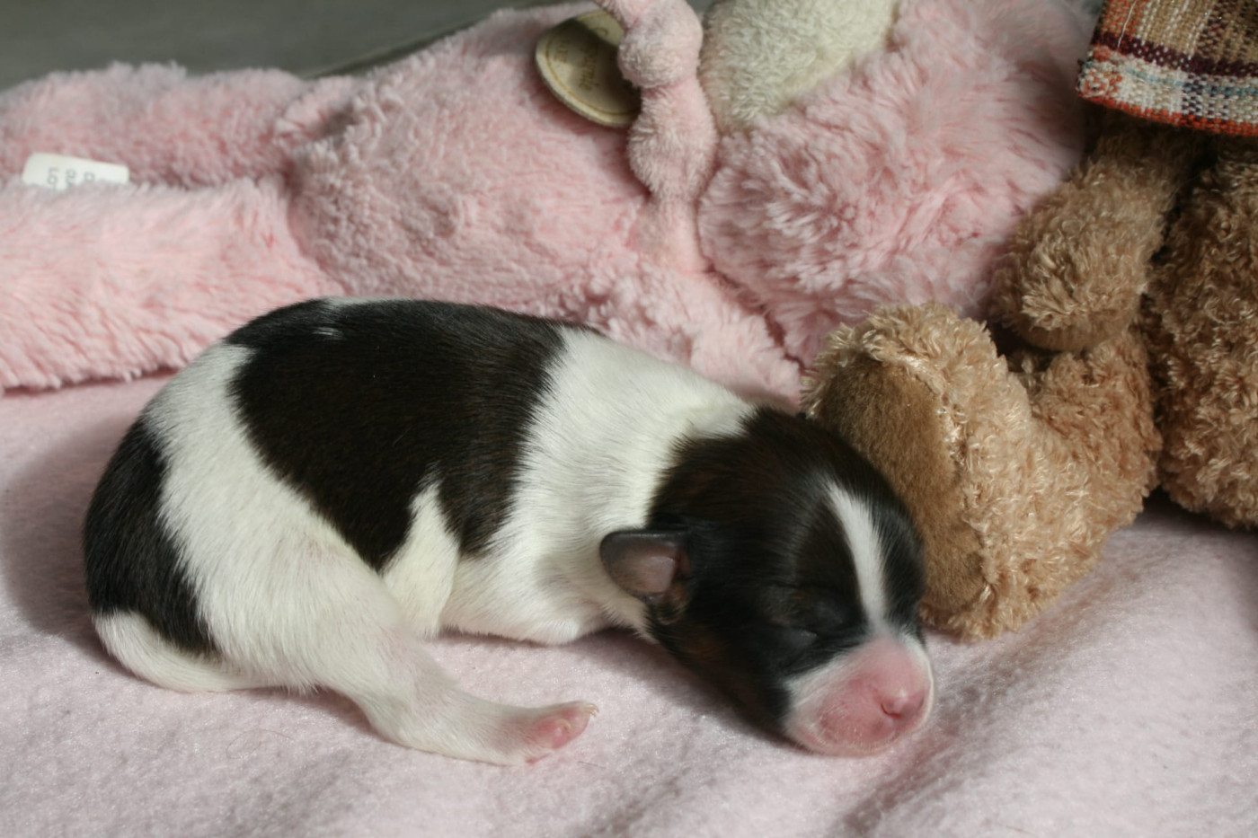 Royaume Du Cerisier - Chiots disponibles - Epagneul nain Continental (Papillon)